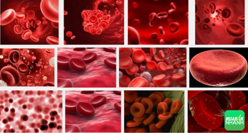 Nhóm máu ảnh hưởng rất lớn đến sức khỏe của bạn