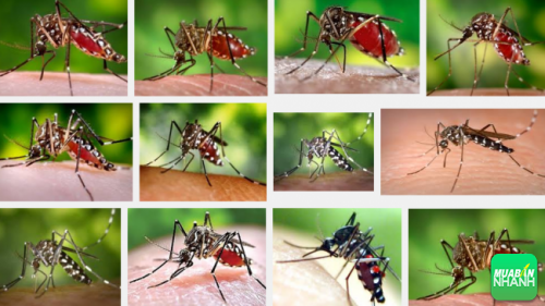 Muỗi vằn là nguyên nhân xảy ra sốt xuất huyết