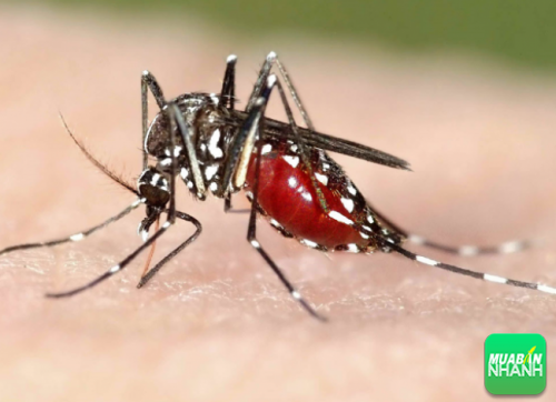 Muỗi nhiễm virut Zika khi đốt vào người sẽ khiến bạn mắc bệnh