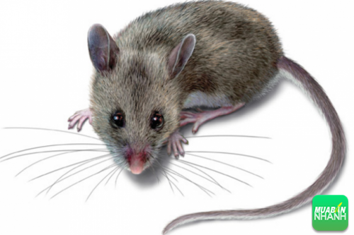 Lông chuột có thể xuất hiện trong một số loại sản phẩm được sản xuất theo dây chuyền.