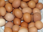 Có phải trong lòng đỏ trứng có nhiều cholesterol làm cao mỡ máu không? Trứng gà ta hay trứng gà công nghiệp bổ hơn? Nên ăn bao nhiêu quả trứng một tuần?