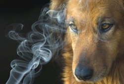 Chó có thể nhận biết người bị ung thư phổi