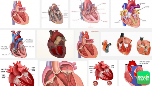 Cảnh báo sức khỏe cho bạn khi phát hiện những dấu hiệu bệnh van tim, 182, Phương Thảo, Cẩm Nang Sức Khỏe, 04/10/2016 16:03:04