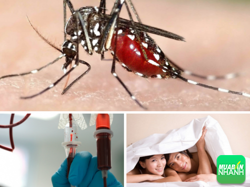 Xác định 3 con đường lây nhiễm chính của virut Zika, 281, Phương Thảo, Cẩm Nang Sức Khỏe, 20/10/2016 15:40:29