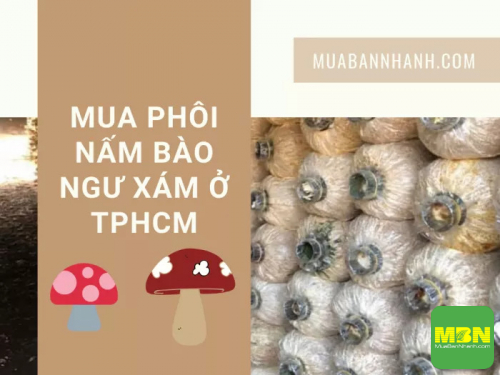 Sức khỏe nhanh chia sẽ địa chỉ mua phôi nấm bào ngư xám ở TPHCM, 590, Hải Lý, Cẩm Nang Sức Khỏe, 08/10/2021 12:37:46