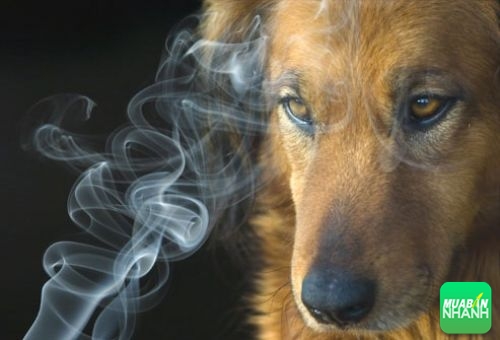 Chó có thể nhận biết người bị ung thư phổi, 551, Ngọc Diệp, Cẩm Nang Sức Khỏe, 09/02/2018 17:31:31
